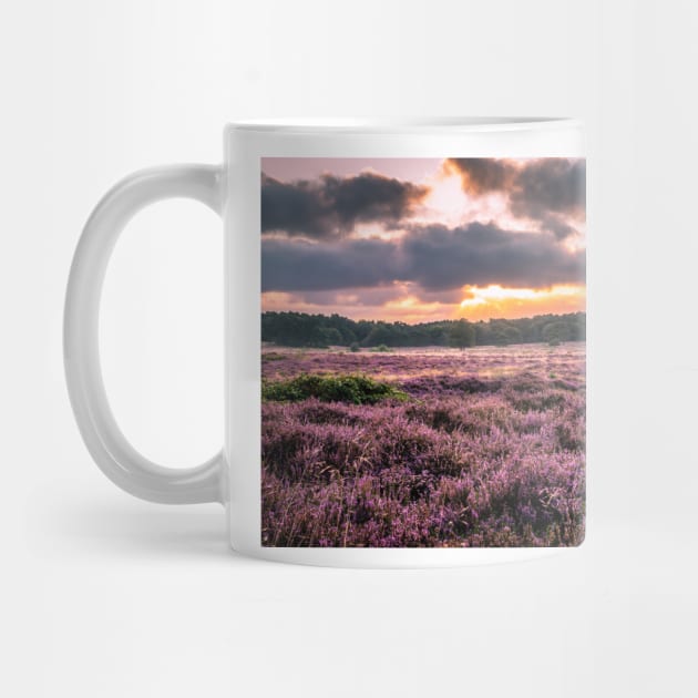 Blooming heather at sunrise at Blaricummerheide, Netherlands by Dolfilms